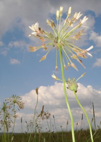 Pelargonium luridum closed flowers